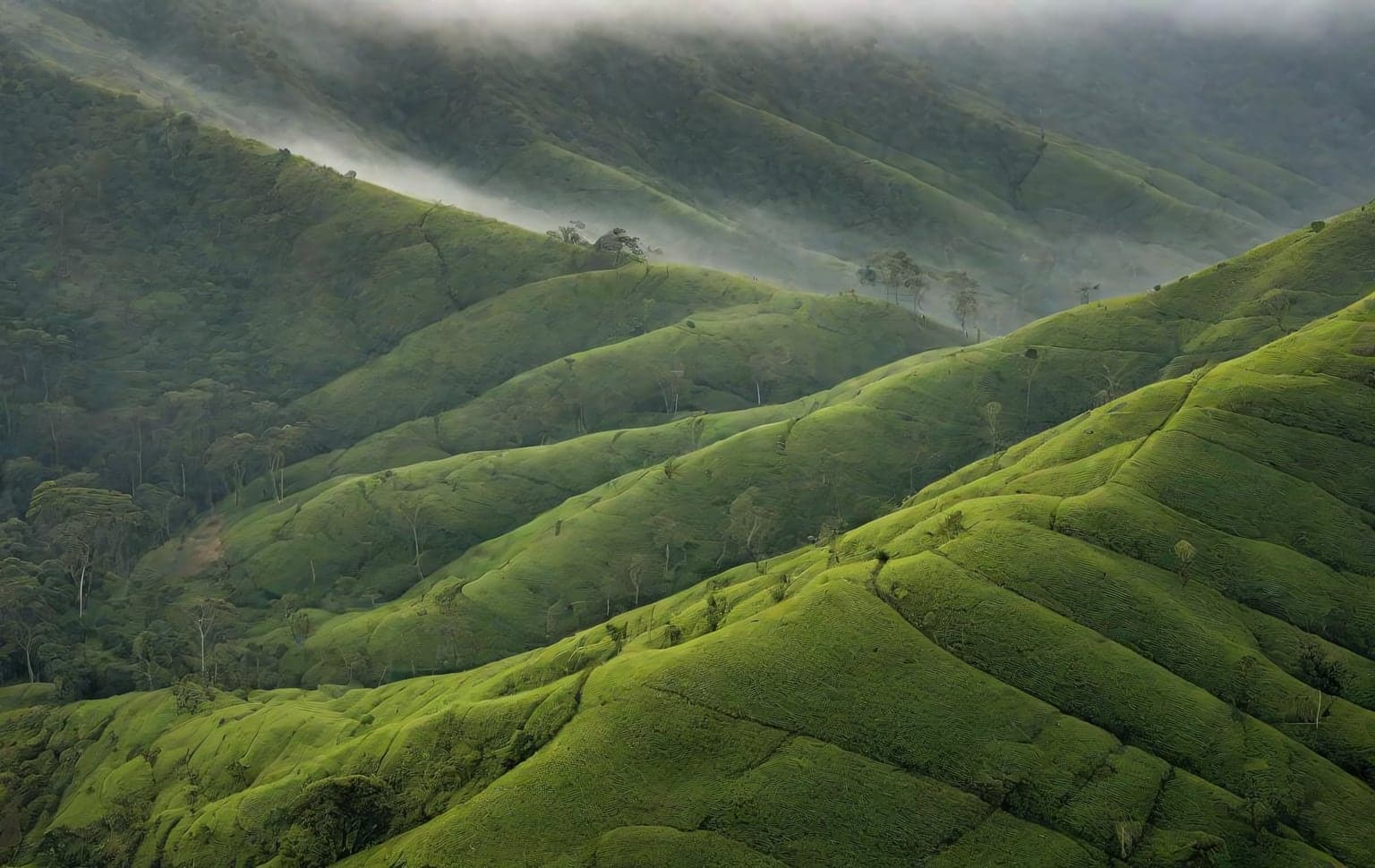 Genepool Ecotourism (Nadugani)